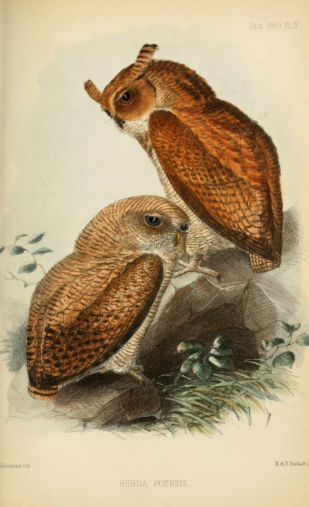 Ibis 1886 Frasers Eagle-Owl Canvas Art - John G Keulemans (18 x 24)