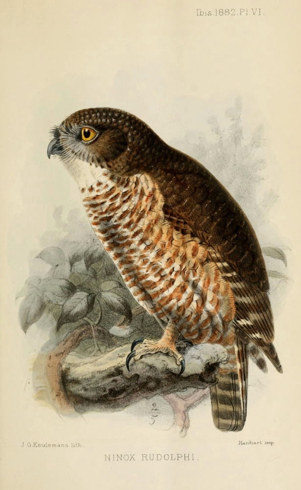 Ibis 1886 Hawk Owl Canvas Art - John G Keulemans (18 x 24)