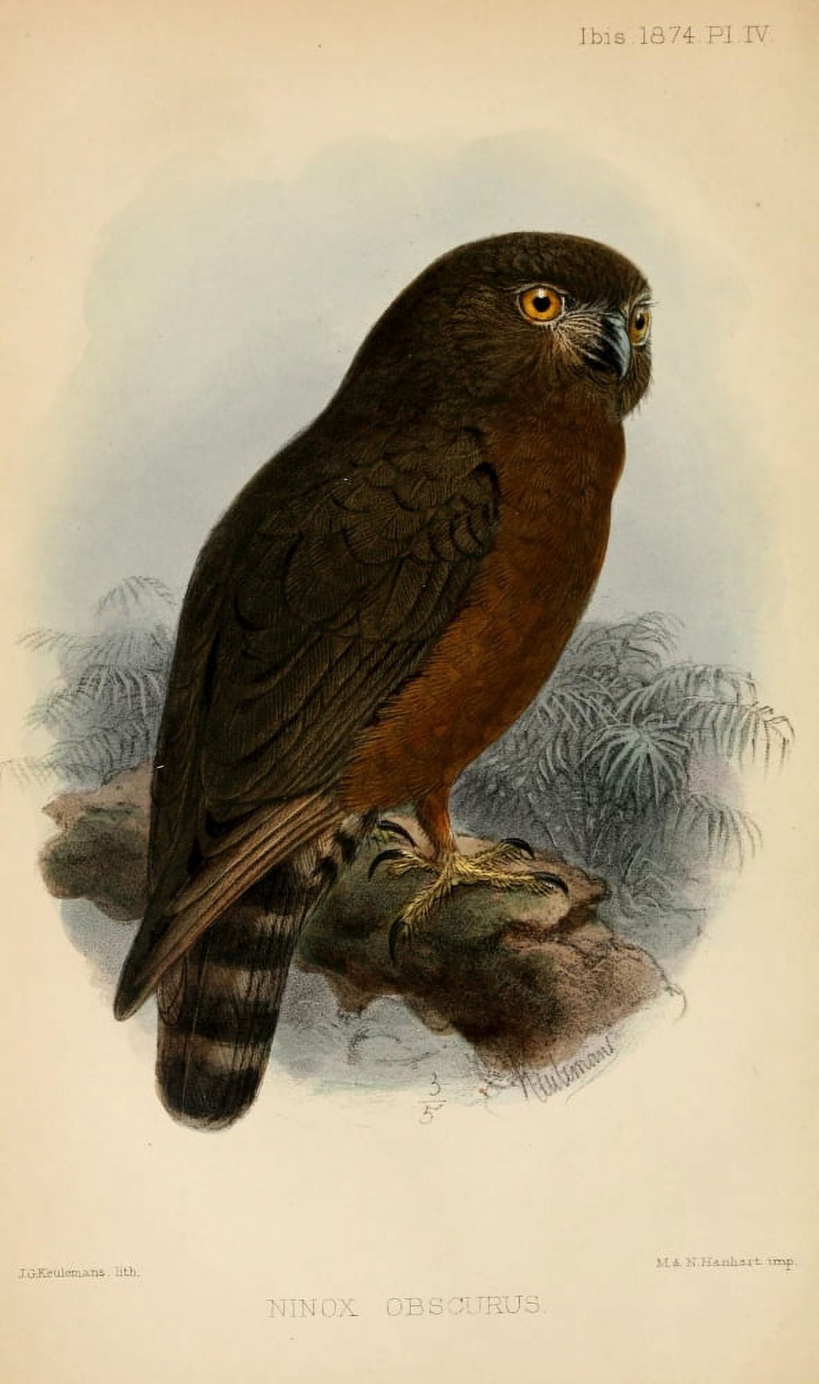 Ibis 1886 Humes Hawk Owl Canvas Art - John G Keulemans (24 x 36)