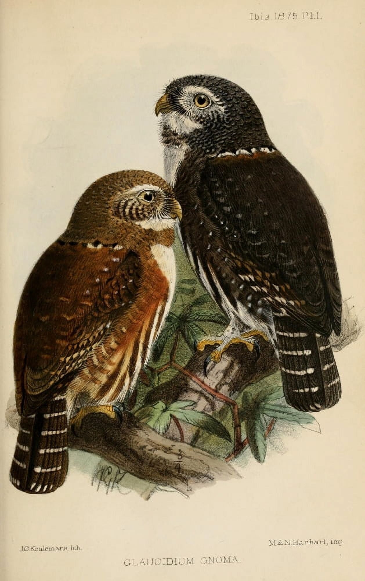 Ibis 1886 Northern Pygmy Owl Canvas Art - John G Keulemans (18 x 24)