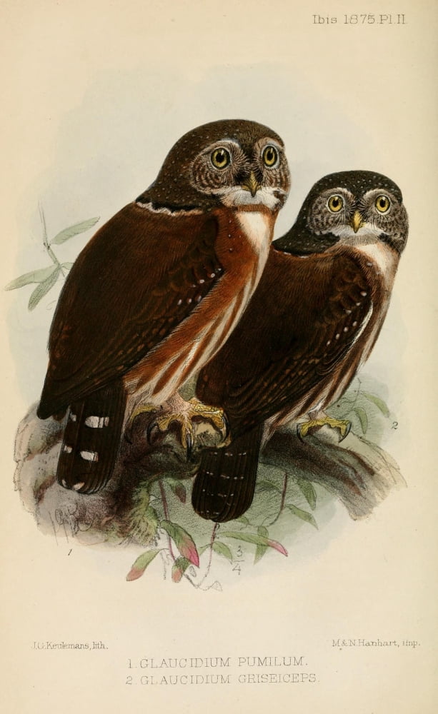 Ibis 1886 Owls Canvas Art - John G Keulemans (24 x 36)