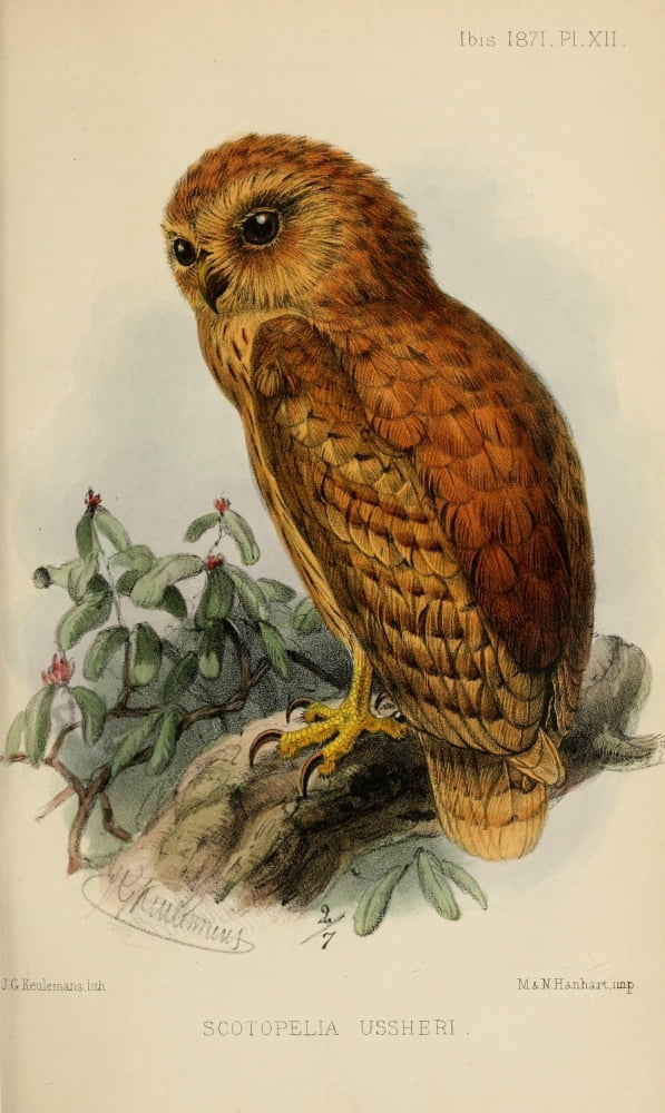 Ibis 1886 Rufous Fishing Owl Canvas Art - John G Keulemans (18 x 24)