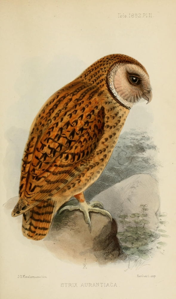 Ibis 1886 Strix Aurantiaca Canvas Art - John G Keulemans (18 x 24)