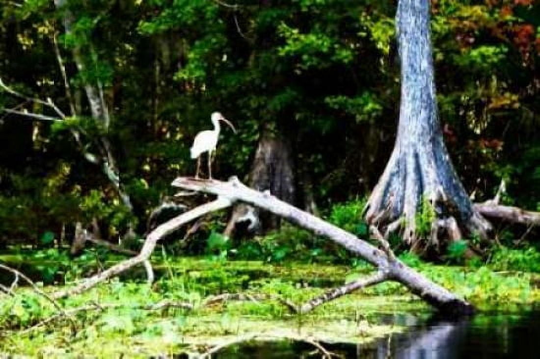Ibis on a Limb Canvas Art - Alan Hausenflock (20 x 28)