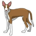 thumbnail image 1 of Ibizan Hound Decal | Indoor/Outdoor | Dog Lover Super Cute Sticker for SUV Windows, Dorm Rooms, Bedroom, Offices | SignMission personalized gift | 12", 1 of 2