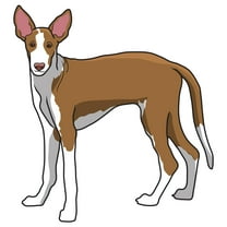 Ibizan Hound Decal | Indoor/Outdoor | Dog Lover Super Cute Sticker for SUV Windows, Dorm Rooms, Bedroom, Offices | SignMission personalized gift | 18"