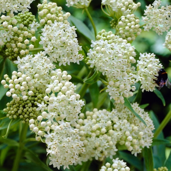Ice Ballet Butterfly Weed Flower Root - Attracts Butterflies and Hummingbirds - Deer Resistant - Perennializing - Easy to Grow Live Plants - Outdoor Garden