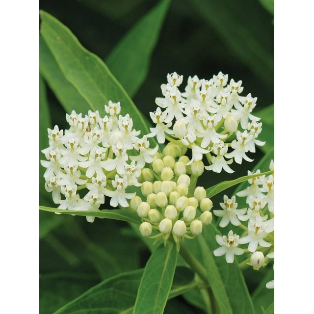 Ice Ballet Swamp Milkweed Butterfly Weed Asclepias incarnata Premium ...