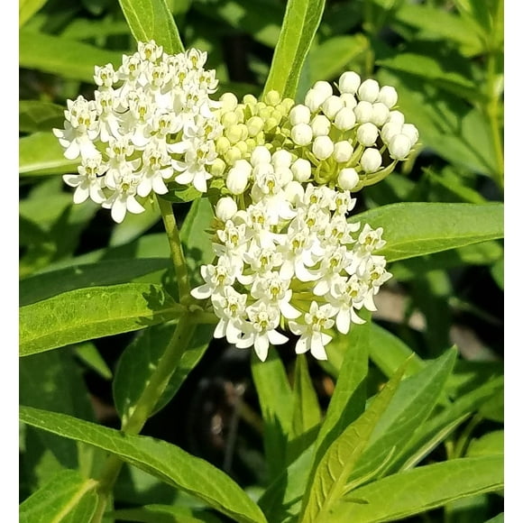 Ice Ballet Swamp Milkweed - 1 Gallon Perennial