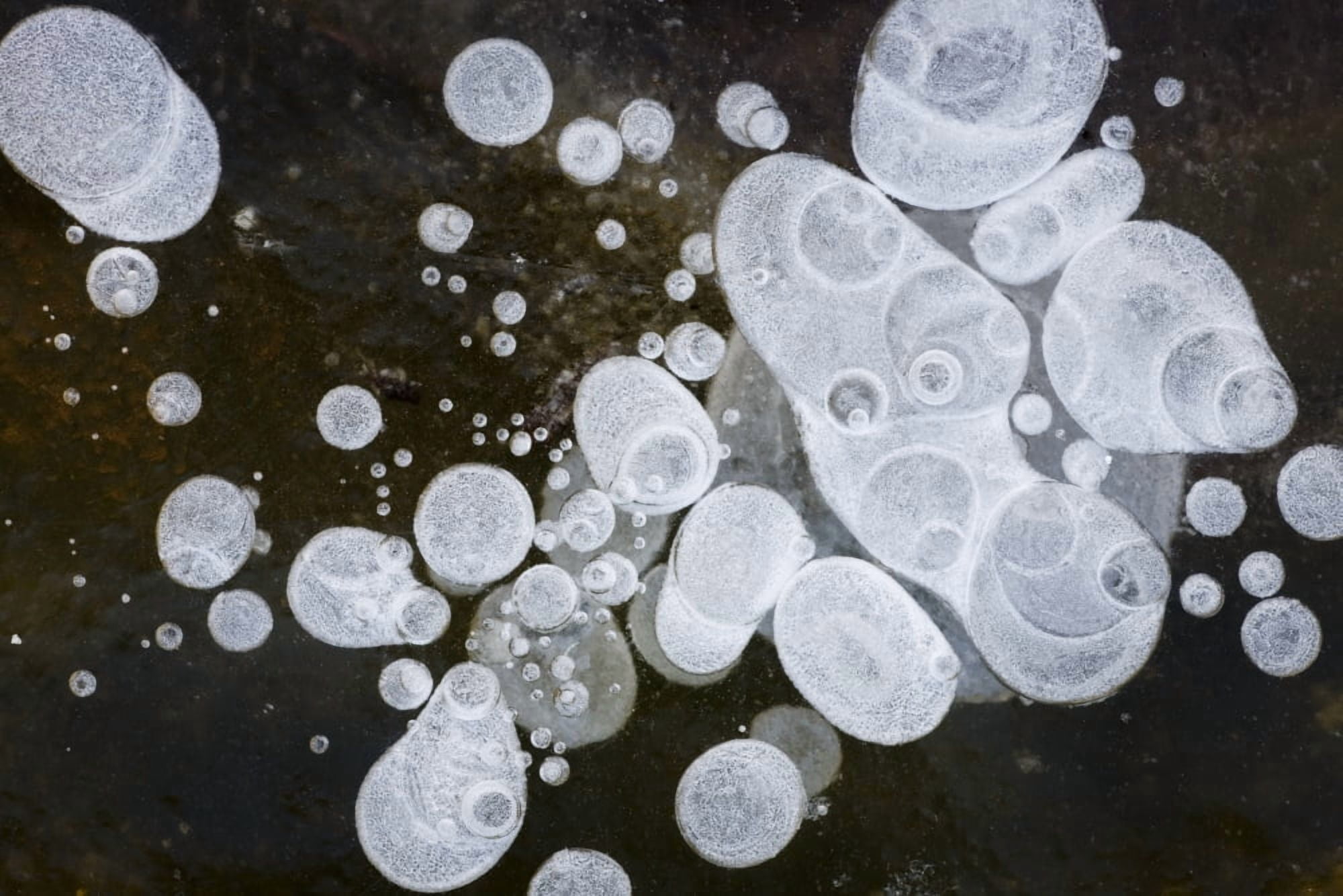 Ice Bubbles Formed In Clear Ice At Potter Marsh Southcentral Alaska Canvas Art - Hal Gage Design Pics (17 x 11)
