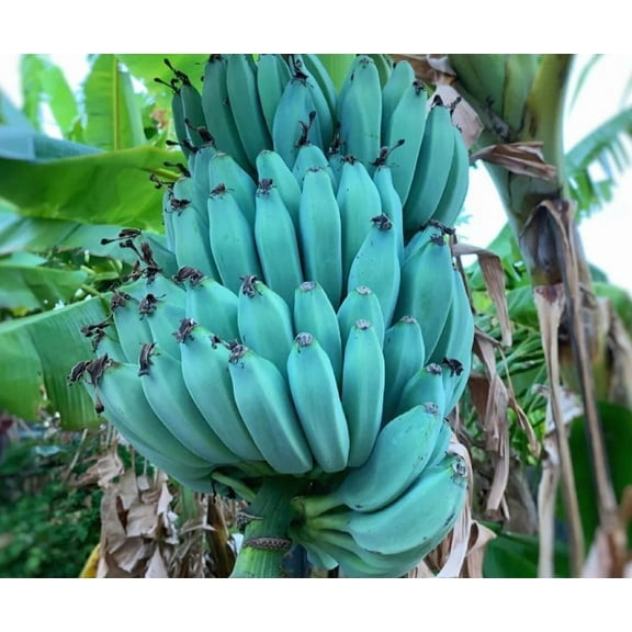 Ice Cream Banana Plant 4-6" Tall for Planting, Blue Java Banana Plant, Blue Banana Plant, Cold Hardy Tropical Banana Fruit Seedling