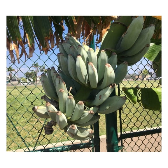 Ice Cream Banana Plant - Live Banana Tree"Ice Cream" Rare Banana Plant