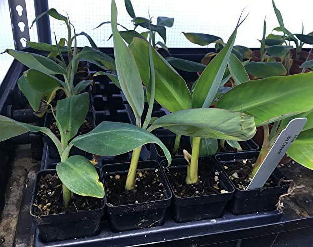 Ice Cream Banana Plant Live Banana Tree"Ice Cream" Rare Banana Plant