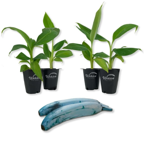 Ice Cream Banana Tree - Blue Java - 4 Live Starter Plants - Musa Acuminata Balbisiana - Edible Fruit Bearing Tree for The Patio and Garden