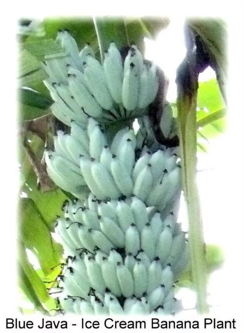 Ice Cream Banana Tree/ Banana Tree in Quart cup (one plant per cup)
