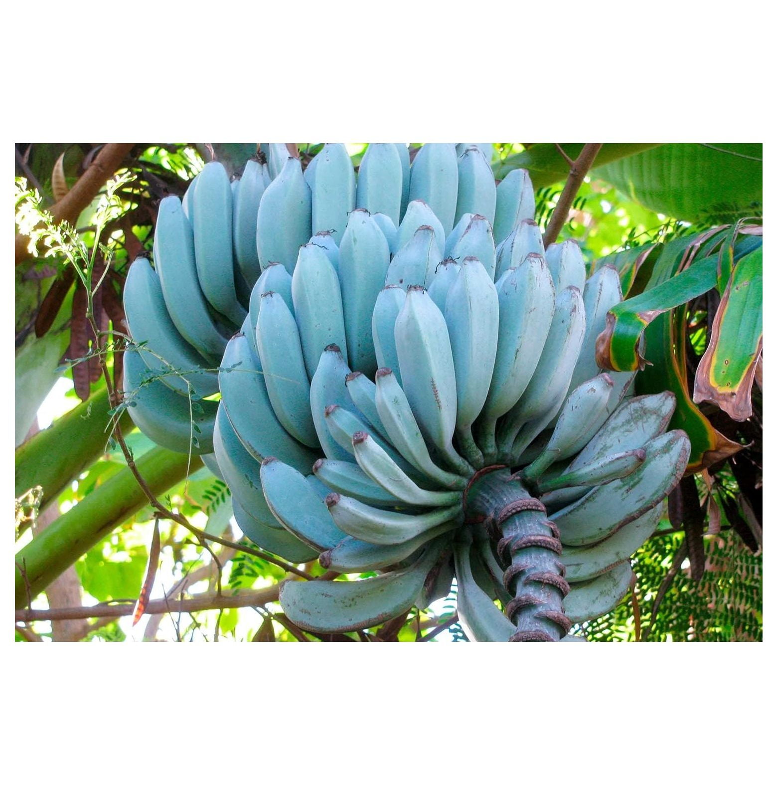 Ice Cream Banana Tree, Blue Java Banana Plant Live, Edible Fruit Tree
