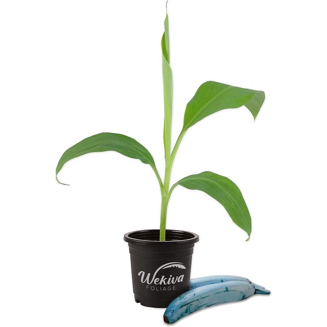 Ice Cream Banana Tree Live Tree in a 4 Inch Pot Blue Java Edible