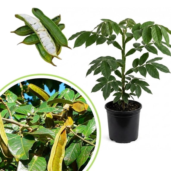 Ice Cream Bean Fruit Live Plants 2-3ft Tall, In One Gallon Pot, Ice Cream Bean Tree, Well-Rooted Tropical Tree for Garden Planting
