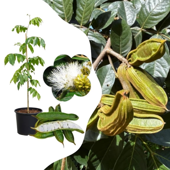 Ice Cream Bean Tree Plant Live, Inga Edulis Tree, Tropical Fruit Plant, 8-12 Inches Tall for Outdoor Growing