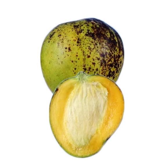 Ice Cream Dwarf Grafted Mango Tree. 3 Gallon pot. Ship to all states