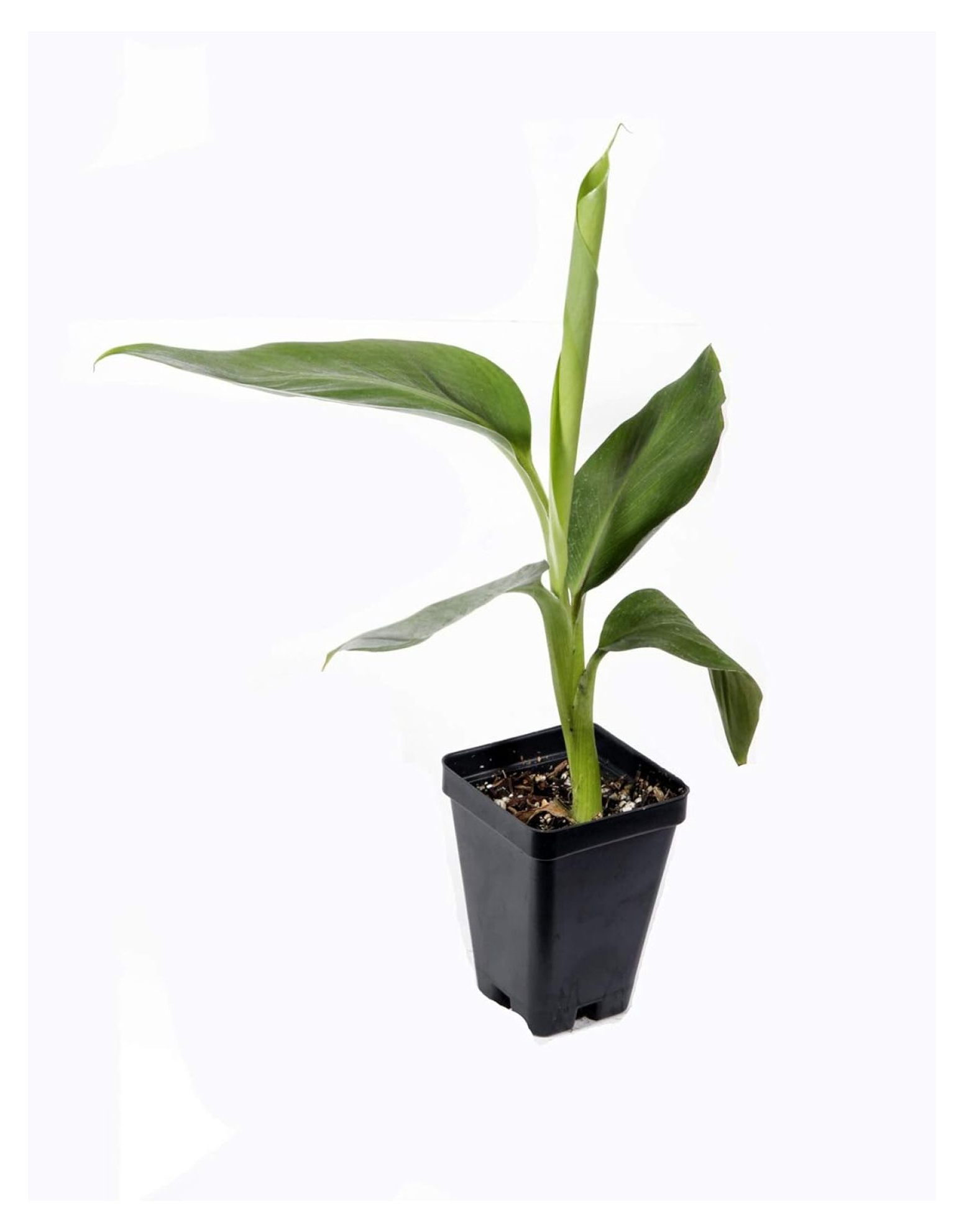 Ice Cream Hardy Banana Plant Tasty Fruit Tree Live Plant