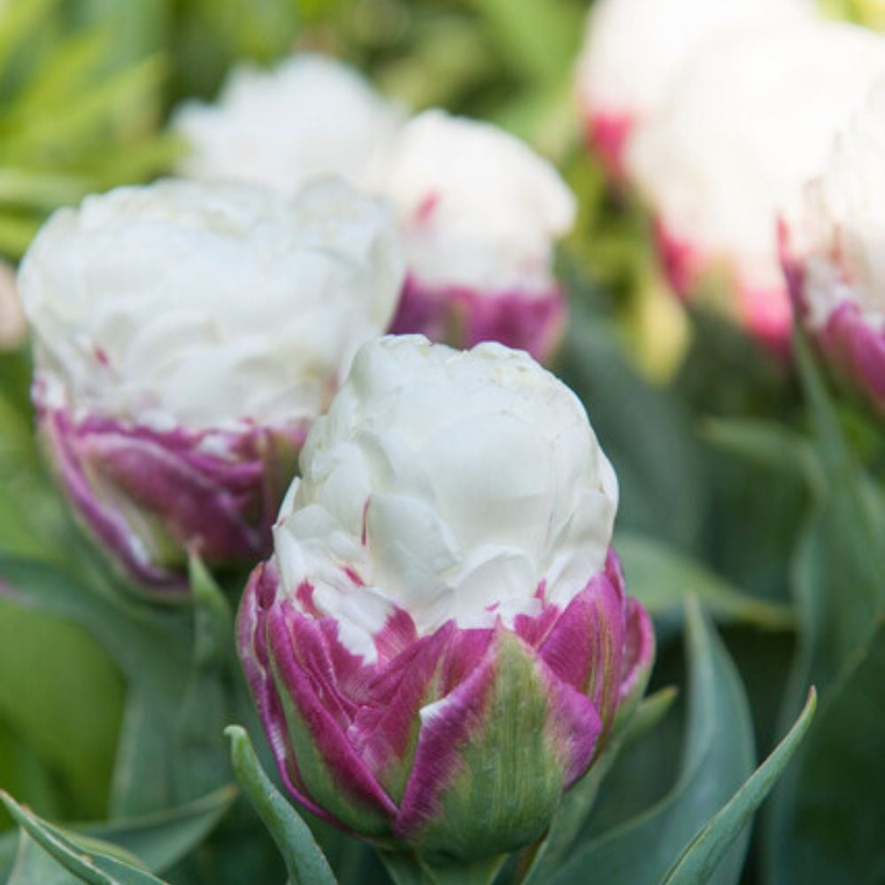 Ice Cream Tulip 6 Bulbs