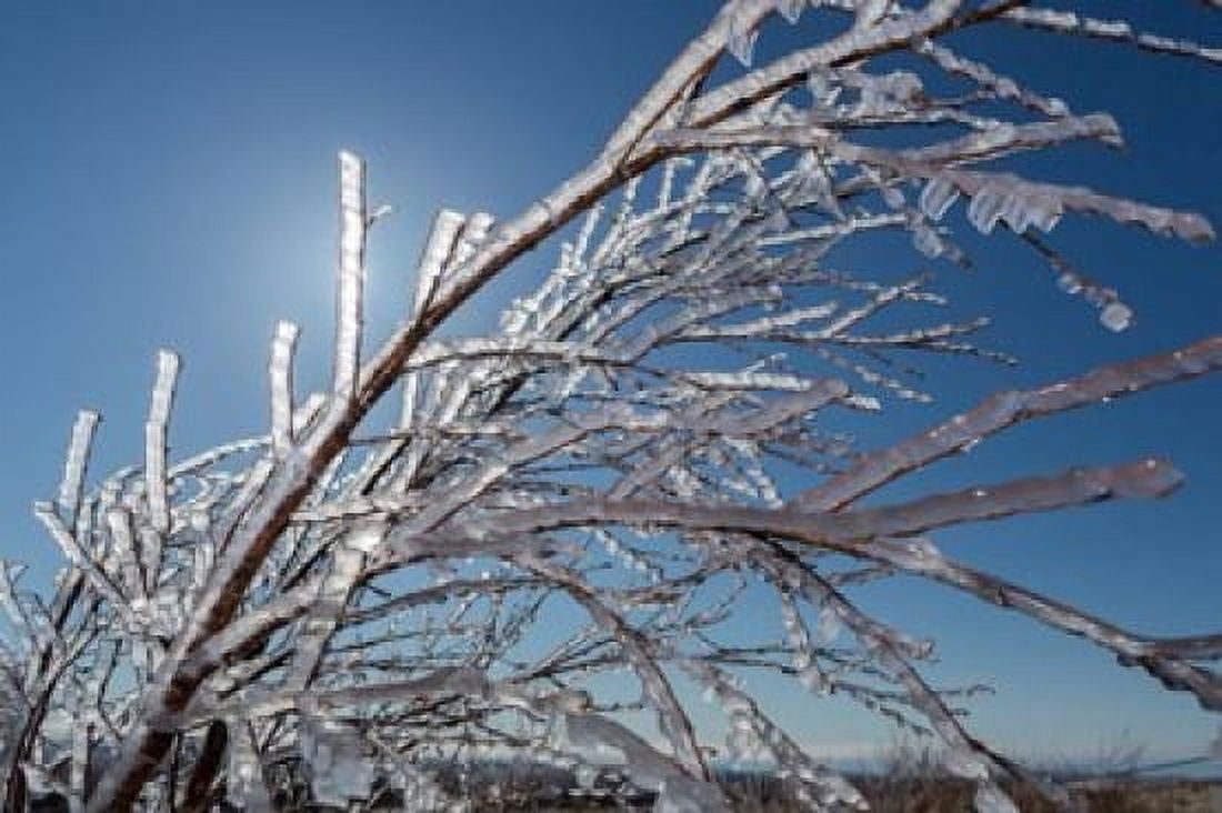 Ice Crystals on tree branches Iceland Canvas Art - Panoramic Images (18 x 12)