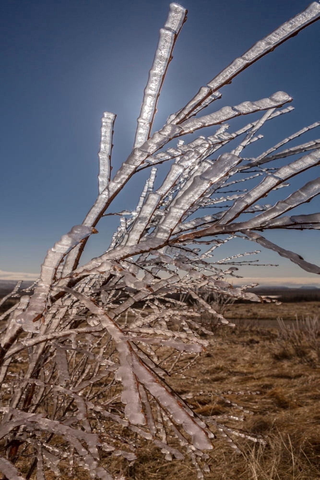 Ice Crystals on tree branches Iceland Canvas Art - Panoramic Images (27 x 9)
