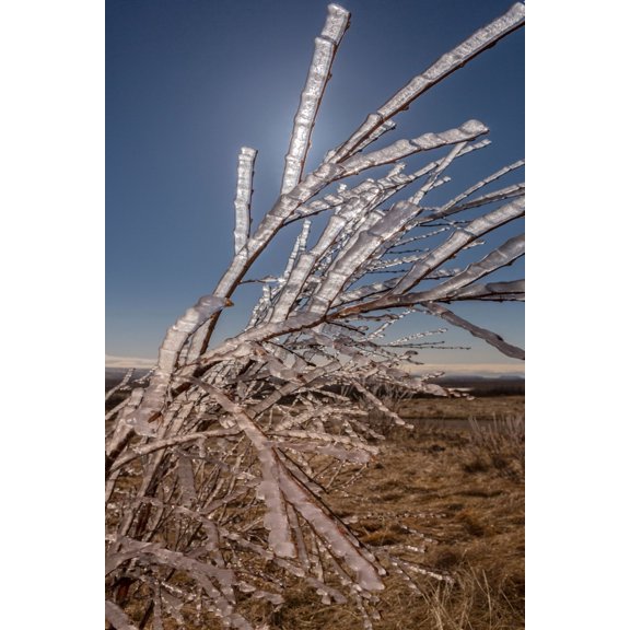 Ice Crystals on tree branches Iceland Canvas Art - Panoramic Images (36 x 12)