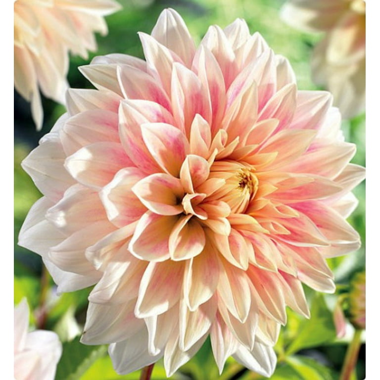 https://i5.walmartimages.com/seo/Ice-Cube-Dinnerplate-Dahlia-2-Root-Clumps-Giant-Soft-Pink-Flowers-1-Size_8176c483-7206-4fa8-9045-bc25148a06eb_1.0fc22eb9ef1f67f92ee2482d14b1d813.jpeg?odnHeight=768&odnWidth=768&odnBg=FFFFFF