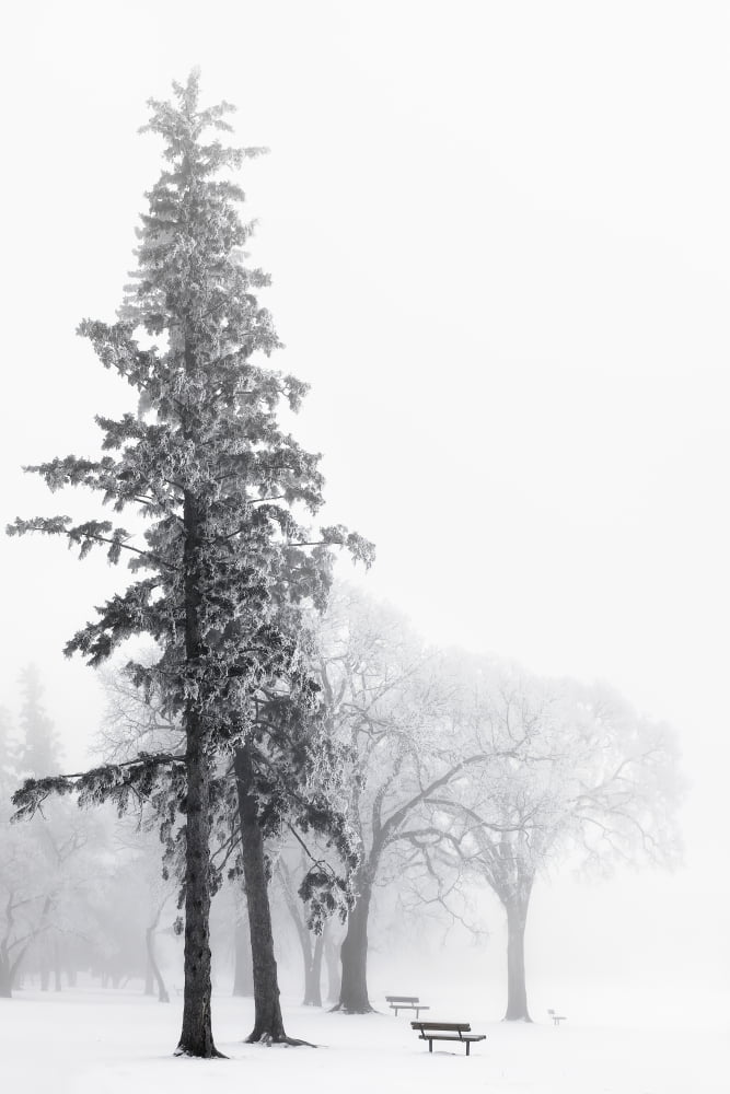 Ice Fog In Winter In Assiniboine Park Winnipeg Manitoba Canada Canvas Art - Ken Gillespie  Design Pics (24 x 36)