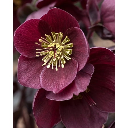Ice N' Roses® Barolo Lenten Rose - Live Plant - ( 1 QT ) - Winter Blooms - Shade to Part Sun