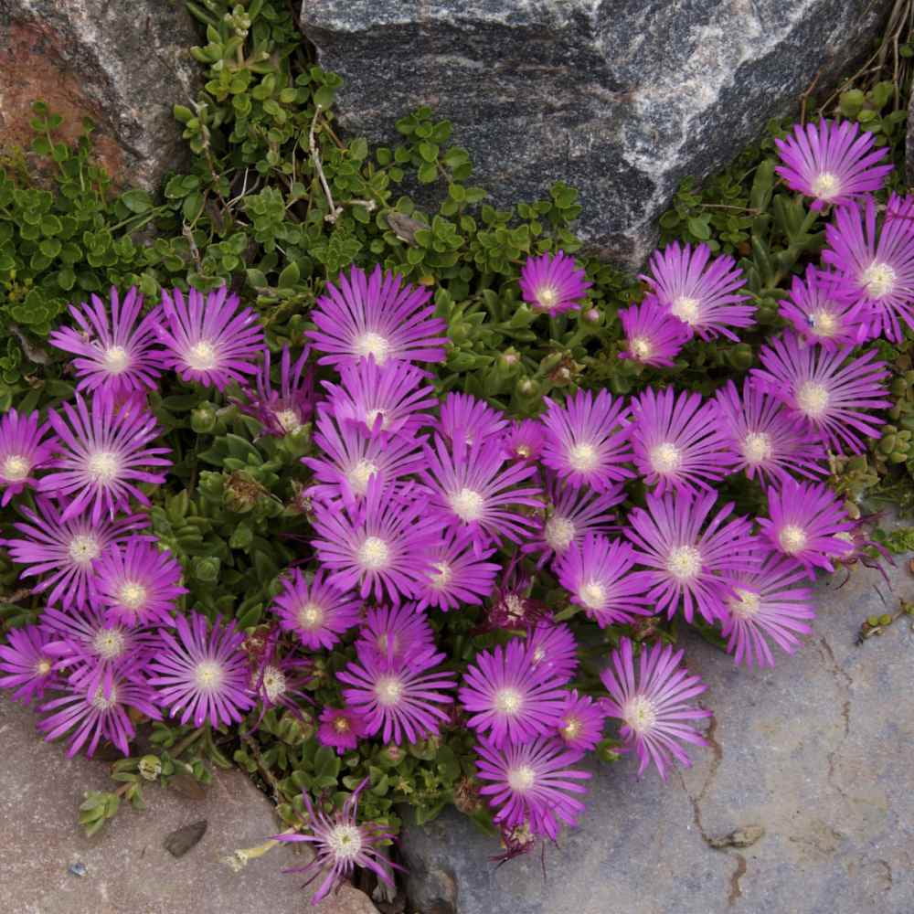 Evergreen Flowering Ice Plant Delosperma Cooperi Table Mountain - Drought  Tolerant Ground Cover Seed - 200 Seeds - Walmart.com