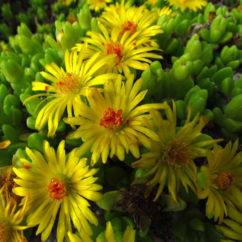 Ice Plant Gelato Bright Red Dorotheanthus Bellidiformis Seeds