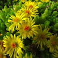 thumbnail image 1 of Ice Plant Delosperma Ice Plant Yellow Drought Tolerant Ground Cover Plant Seeds - 200 Seeds, 1 of 5