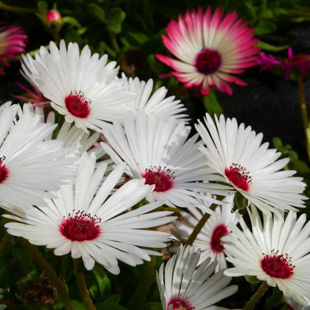 Ice Plant Drought Tolerant White Livingstone Daisy Ground Cover Plant