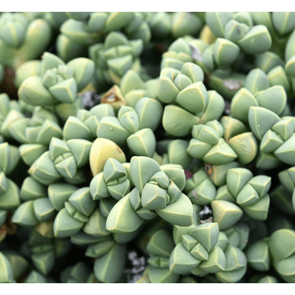 Ice Plant Live for Planting - Corpuscularia Lehmannii Plant - Rare Succulent - 4 Inch Pot