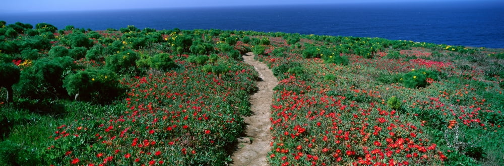 Ice Plants and Coreopsis in Springtime Channel Islands California Canvas Art - Panoramic Images (36 x 12)