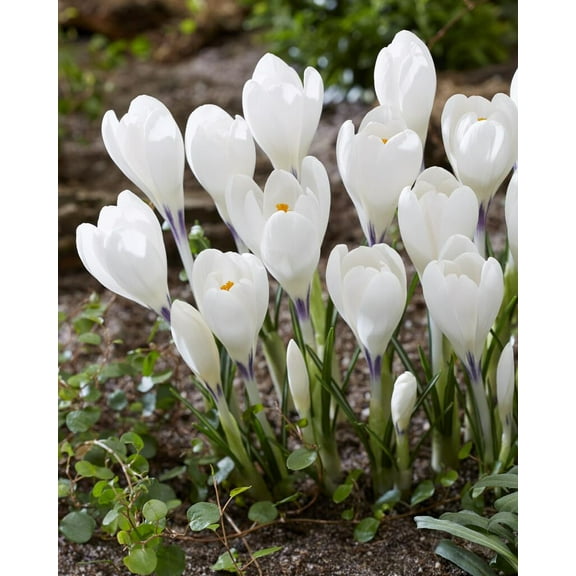 Ice Queen White Crocus Bulbs for Planting - Stunning White Blooms Usher is The Prosperous Season to Come (10 Bulbs)