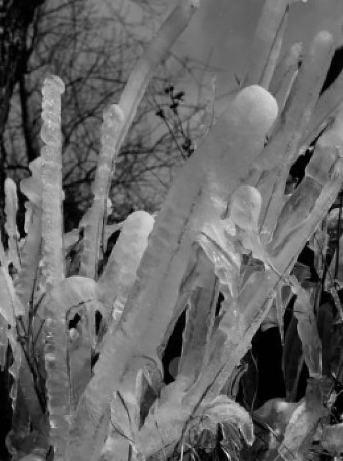 Ice covered trees Canvas Art - (24 x 36)