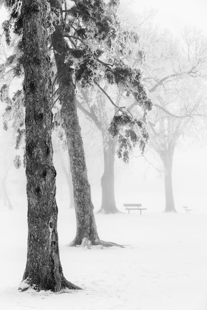 Ice fog in winter assiniboine parkWinnipeg manitoba canada Canvas Art - Ken Gillespie Design Pics (24 x 38)