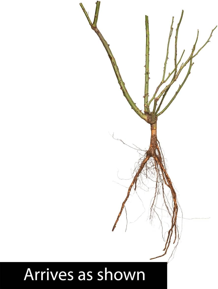 Direct Gardening Iceberg Floribunda Rose Dormant Bare Root Starter ...