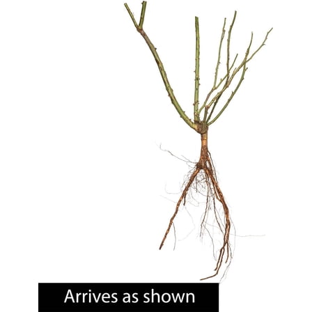 Direct Gardening Iceberg Floribunda Rose Dormant Bare Root Starter Plant