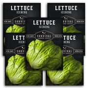 Iceberg Lettuce Seeds - 5 Pack - Full Sun Annual Vegetable
