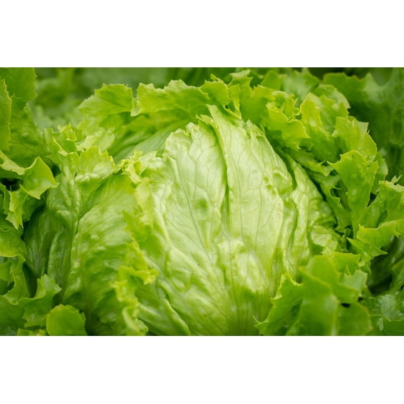 Iceberg Lettuce Seeds/ Full Sun/ Annual/7K Seeds 1/4 oz/ Zellajake Farm and Garden- B302