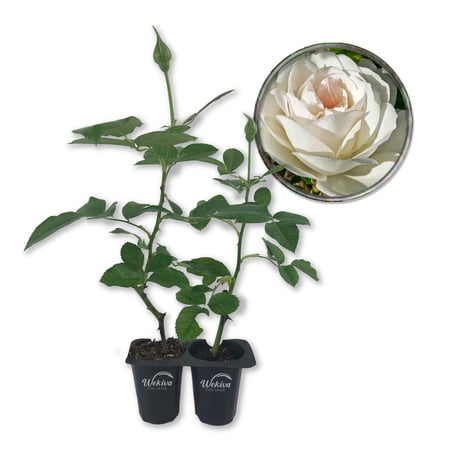 Iceberg Rose Bush - 2 Live Starter Plants - Versatile and Beautiful Floribunda Rose Adds Color and Fragrance to Any Garden