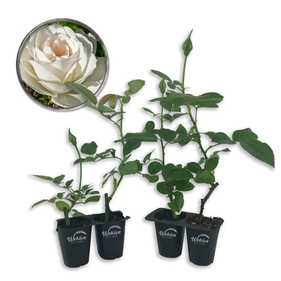 Iceberg Rose Bush - 4 Live Starter Plants - Versatile and Beautiful Floribunda Rose Adds Color and Fragrance to Any Garden