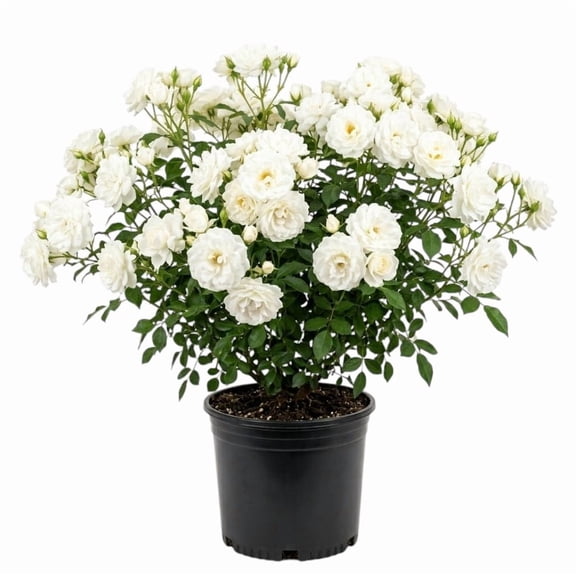 Iceberg Rose Live Starter Plant for Planting, Climbing Iceberg Rose Pure White, Roses Bushes Plant Live Tree, Fragrant and Well-Rooted, 4 to 6 Inch Tall, Ship No Pot