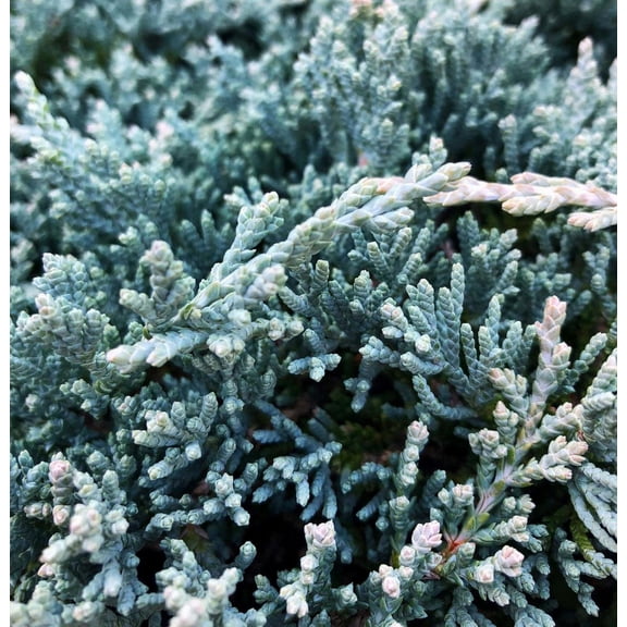 RedCrocus Icee Blue Creeping Juniper-Evergreen Ground Cover for Gardens 2 Gallon