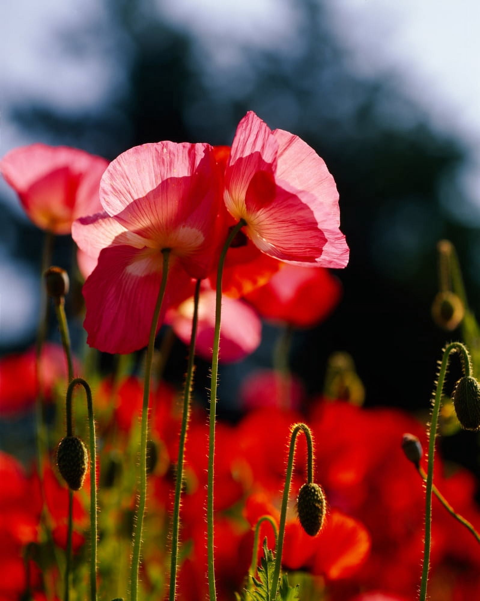 Iceland Poppies (Papaver nudicaule) in a field Fidalgo Island Washington State USA Canvas Art - Panoramic Images (29 x 36)